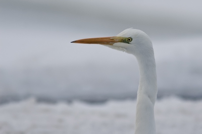 Grote Zilverreiger bij een wak vlak bij Gelderswoude, drie keer heen en weer geglibberd met de auto