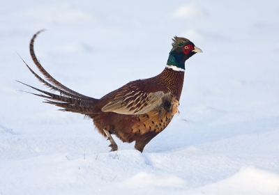 De haan rende naar de dekking in de voor hem zo vreemde besneeuwde wereld, en dat alles met een straf windje in de rug.