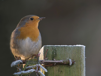 Ik vind de winter een moeilijke periode om te fotograferen.  Zeker als beginner,  Moeilijke lichtomstandigheden waardoor er makkelijker ruis ontstaat.  Deze roodborst laat zich wel vaak zien en ik vind deze er vrij goed opstaan.