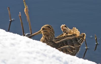 de snip zat lekker te poetsen in het zonnetje op de rand van sneeuw en water.