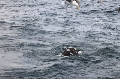 Ik plaats de foto omdat conlicten ook tussen dieren voorkomt.
Het was vrij winderig.