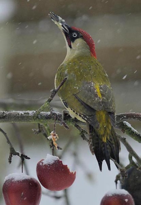 Speciaal voor de vogels laat ik steeds m'n appelen hangen aan de boom voor winterse omstandigheden.