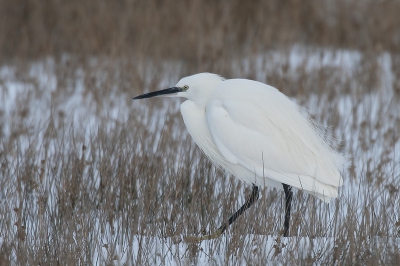 als de weerselementen voor de vogels tegenzitten kome wij juist an onze trekken; deze kleine zilverreiger liet zich door zijn honger niet afleiden en foerageerde driftig door, terwil wij hem op korte afstand konden vastleggen