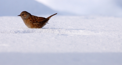 Zoals in heel Nederland, ook in Heelsum sneeuw. Al een poosje zitten er Heggemussen bij ons in de tuin maar ze blijven vrij schuw. Echter als er overal sneeuw ligt moeten ze toch hun angsten overwinnen en durven ze iets dichterbij te komen waardoor ik een aantal foto's kon maken. Een waterig zonnetje maakte het helemaal af.