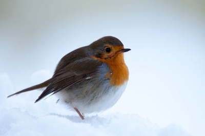 Een 2e poging voor deze roodborst. Eerste was in het tijdelijke terecht gekomen. Op mn werk nogmaals de foto bekeken en zag toen dat hij heel donker was. ( foto bewerkt en geplaats met laptop. t Was donker toen ik de foto maakte. Met een paraplu boven mn hoofd kon ik deze foto maken.