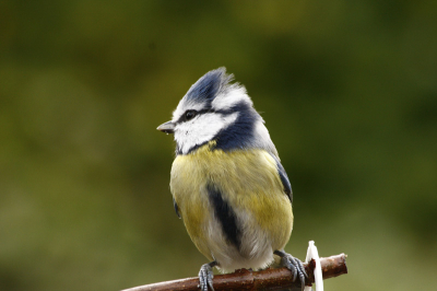 heb deze foto bij mij in de tuin gemaakt mooi zonnetje er bij en van uit de schuiltent gemaakt