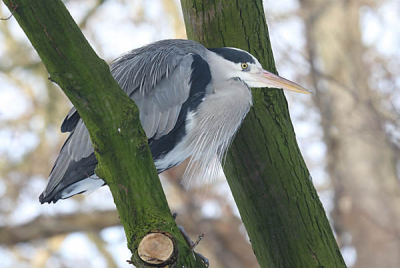 Met bevroren sloten en plassen zit een boom wel zo comfortabel, lijkt deze reiger te denken.