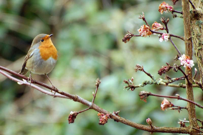 's Winters een trouwe gast in de tuin. Het blijft een fantastisch vogeltje !