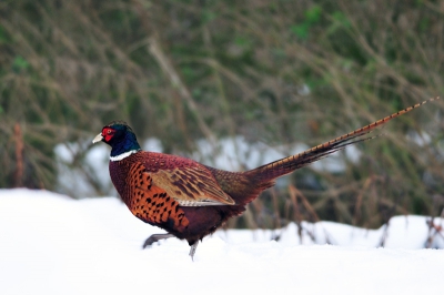 Deze fazant scharrelde in de diepe sneeuw rond op zoek naar eten. Statief volledig ingeschoven voor mooi laag standpunt.