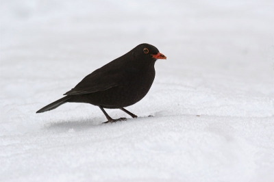Tja, als je vakantie hebt en er ligt zo'n mooi pak sneeuw moet je haast wel foto's maken. Deze merel had wel zin om mee te werken en ging er even goed zitten.