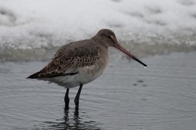 Een witte kerst op Texel met de "eerste" of "laatste" grutto van het seizoen?? Wie zal het zeggen. Wij waren blij verrast.