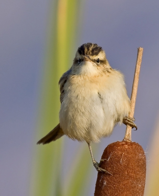 In marshland, nearly to Sofia, I met this Sedge Warbler and it allowed me to do him some photos. Thank you for your patience Sedge Warbler!