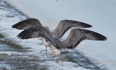 Ik vind deze wel 'grappig'. Niet zozeer omdat ie heel scherp is (want dat is ie niet), maar omdat de twee vogels vrijwel perfect synchroon 'lopen'.