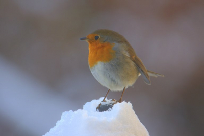 vanuit huis genomen  roodborstje vloog af en aan naar de vetbollen in de tuin toen alles onder een dikke laag sneeuw lag.