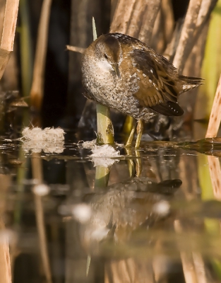 I had the fortune to photograph this sneaky bird in one marshland near Sofia. I hope you will enjoy.