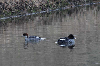 In het lauwersmeer gebied nabij de SBB schuur spotte ik deze 2 eenden. Een nonnetje + ? 
Mijn eerste gedachte is een witoog eend.   Graag reakties,
henk