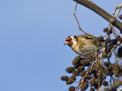 Er zaten 6 putter in een boom deze vogels zijn zo mooi daarom deze foto.