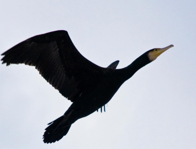 ik weet niet veel van vogels af en zag deze vogel met 2 andere vliegen bij het kanaal, vond ze mooi dus heb foto's gemaakt.  (er waren 3 van deze vogels)

vraag me alleen af wat voor een vogel het is?