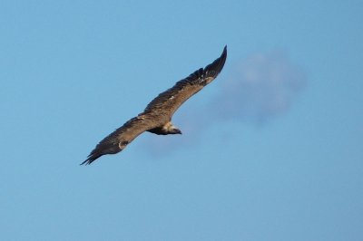 Zelfde vogel als voorgaande. 
D70-300mm 2:8 & 2x conv SIgma; monopod