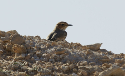 Bij het determineren van de door mij in Tunesi gefotografeerde vogeltjes had ik dit dier eerst bij roodstuittapuit ingedeeld, echter kwam ik later een andere vrouw tegen die beter in het plaatje paste van de dames afgebeeld bij roodstuittapuit in de ANWB vogelgids.  De zwarte lijn op de keel en de witte oogring komen niet echt naar voren in deze gids (en niet bij de 2e vrouwelijke vogel die naar mijn mening meer in de buurt komt van de tekeningen in de gids.) .De rosse tint op de wang deed me ook weer aan woestijntapuit denken, maar het grijzige op de rug komt daar weer niet echt mee overeen. Wie kan mij uitsluitsel geven?