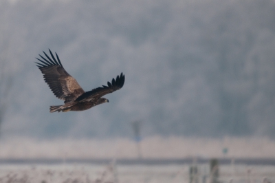 Vannochtend een rondje door de Peizermade, het zonnetje scheen en de natuur was mooi bevroren. Er was niet zo veel te zien, ik wilde net huiswaarts keren. Ineens zag ik vanuit mijn ooghoek een grote vogel ih land zitten. Zie ik dat nou goed? Een zeearend? Snel een paar foto's door het raam van de bijrijder geschoten. Met kloppend hard stapte ik uit en met statief naast de auto nog wat geschoten. Ik wilde net proberen een stukje te benaderen toen 'ie opvloog. Nog snel kon ik mijn D300 even laten ratelen :) daarna nog een tijd gezocht maar niet meer gevonden. Geen superplaat maar wel een super-ervaring!!