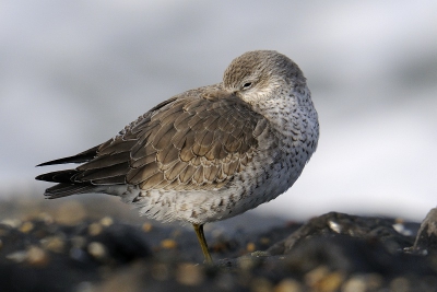 Kanoet in winterkleed, rustend met branding op achtergrond.
