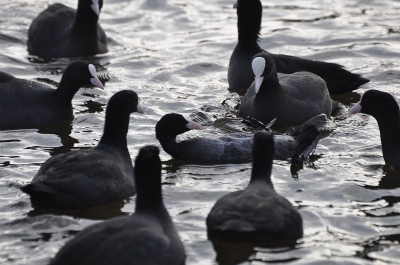 Na het gevecht met 'n Nijlgans , lag de Meerkoet in shock op zijn rug .
Wat ik bijzonder vind is dat alle Meerkoeten rondom hem waren en zachtjes op hem pikte .