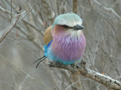 In Botswana en Zuid Afrika komen deze vogel vrij veel voor. Deze is genomen van uit de camper met een een been statief. De kleuren pracht is spectaculair. Het is zelfs de nationale vogel van Botswana.