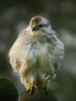 Op het monument van de Hondsbosache Zeewering zar deze Buizerd met vleesresten aan zijn snavel.