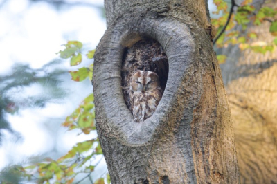 Bosuil heeft een nest in een dode boom langs de weg. Hij zit voor een dichtgegroeid stuk. Als hij weg is lijkt het net of het nest er niet is, of dat iemand er een stuk schors heeft in gezet.
