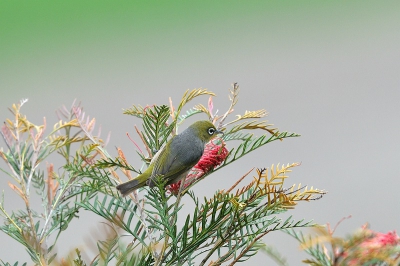 Mooi maar nerveus vogeltje, het had een voorliefde voor deze fleurige heester. Daar heb ik me dus in hinderlaag gelegd met dit resultaat.