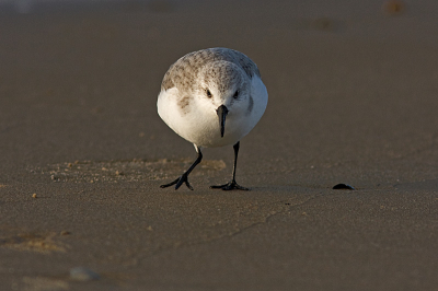 Na de Kerst een dagje uitwaaien op Texel . Veel op het strand gewandeld. Kwam daar deze leuke en vermakelijke vogels tegen.