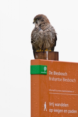 Getwijfeld of ik deze dag wel naar de Bieschbosch zou gaan gezien het natte en vooral troosteloze grijze weer. Aangezien ik toch die kant op moest,ben ik toch maar gegaan. Immers vanachter de pc zul je nooit een vogel kunnen fotograferen. (zie forum topic: http://www.birdpix.nl/viewtopic.php?t=6574 )

Onderweg sloeg de twijfel al toe...het ging harder regenen en er was zelfs wat mist.
Eenmaal aangekomen trof ik al vrij snel deze torenvalk aan dat net als het weer er troosteloos uitzag. 
Deze bleef kalm en rustig en bood me de gelegenheid enkele foto's te maken. Dankbaar maakte ik er gebruik van en zeer tevreden over het resultaat vervolgde ik mijn pad....hier doen we het immers voor.
Blij dat ik niet ben thuisgebleven en de hartelijke groeten vanuit de Bieschbosch