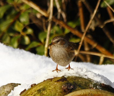 was even met mijn dochtertje in de tuin en zag de heggemus drinken bij de vijver snel de camera gepakt en uit de losse hand snel de foto gemaakt
