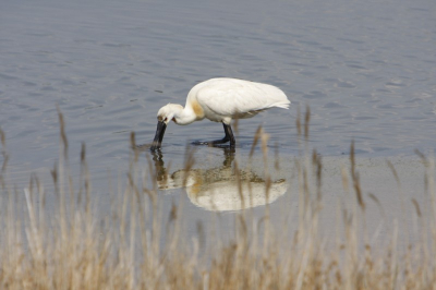 nieuwe lens uitproberen met sigma 2x tc op texel types een lepelaar pose