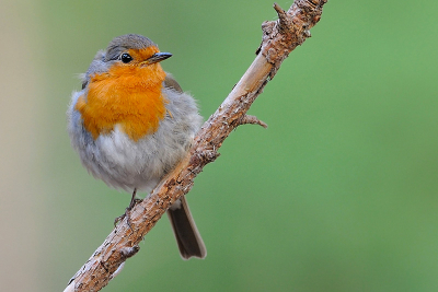 Mooi poserende (jonge?) Roodborst, in de avonduren.