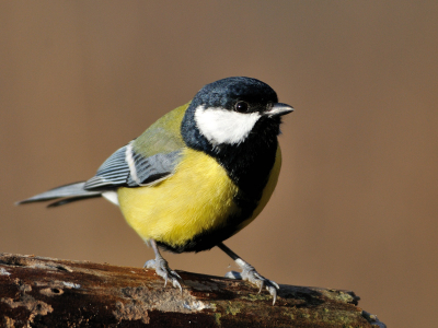 Na de schraalste ochtend die ik ooit in de OVP heb gehad nog maar even in het nieuwe bouwwerkje van Hans Brinkel en ondergetekende gaan zitten. Ook hier weinig vogels, maar deze mees wilde er toch wel even mooi voor gaan zitten. Focus-afstand en achtergrond zijn in elk geval goed bevonden :D