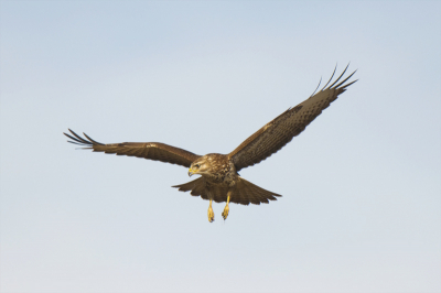 Biddend boven de auto vanaf bonenzak kunnen fotograferen. Opvallend veel Buizerds op deze plek die bidden, meerdere keren waargenomen.