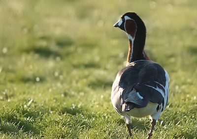 Een ritje uit verveling leverde deze waarneming op. Las ergens dat het ook ontsnapte exemplaren kunnen zijn, het beest had wel een ring, oranje-achtig van kleur, leek het. 
In zijn eentje in een weiland, vlak bij de weg