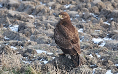 M'n eerste enigszins geslaagde foto van een Buizerd. Lichte oog geeft aan dat het om een jonge vogel (2e kalenderjaar) gaat.