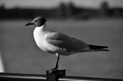 In Veere aan de Haven, stond prachtig op het hek, het kan niet anders of je maakt daar dan een foto van.