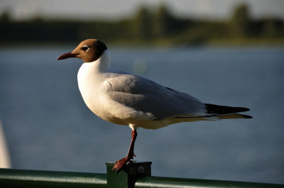 Aan de haven in Veere, in deze situatie maak je gewoon een foto.