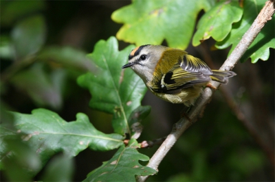 An endemic bird of Madeira, very small in size, it is easily identified by its crown stripe, yellow in the females, and orange-coloured in the males. It also has a dark eye-stripe with a white superciliary stripe, that mainly distinguishes the madeiran species from its european congenerous.