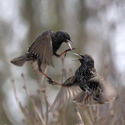 Ik heb nooit geweten dat vogels elkaar ook een gelukkig nieuwjaar wensen, zie hier het bewijs.