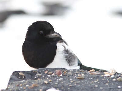 Sneeuw op de Brouwersdam en een Ekster die daar zat te suffen. Met de high key opdracht in gedachten deze foto gemaakt. De foto is licht gecropt.