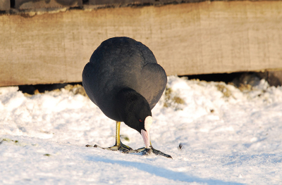 Donkergrijs/zwart beest in de sneeuw. Lastig te 'belichten', maar met een mooi winters zonnetje er op