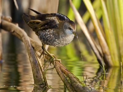 I had the fortune to photograph this Little Crake in one marshland near Sofia. I hope you will enjoy.