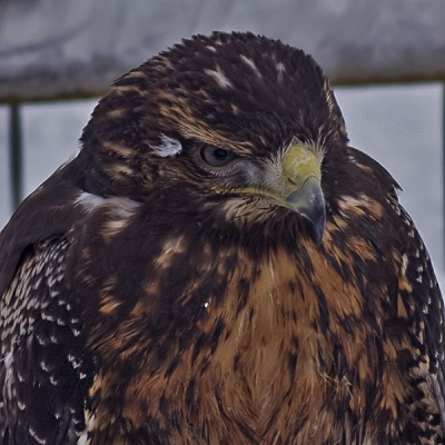 deze buizerd kwam ik tegen in een kleine plaats in duitsland graag jullie mening !!!!