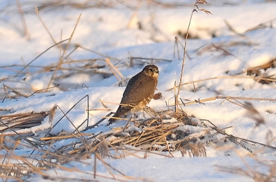 Ik ben een beginnend vogelaar en vooral sommige roofvogels vind ik moeilijk thuis te brengen.
Deze foto heb ik vanmiddag genomen van veel te ver af maar wat is dit nu,een Sperwer of een Smelleken?