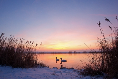 Terwijl ik aan het wachten was op de ondergaande zon kwam er een dun vliesje ijs op het water. Daardoor maakten deze zwanen behoorlijk wat geluid in de stille polder.